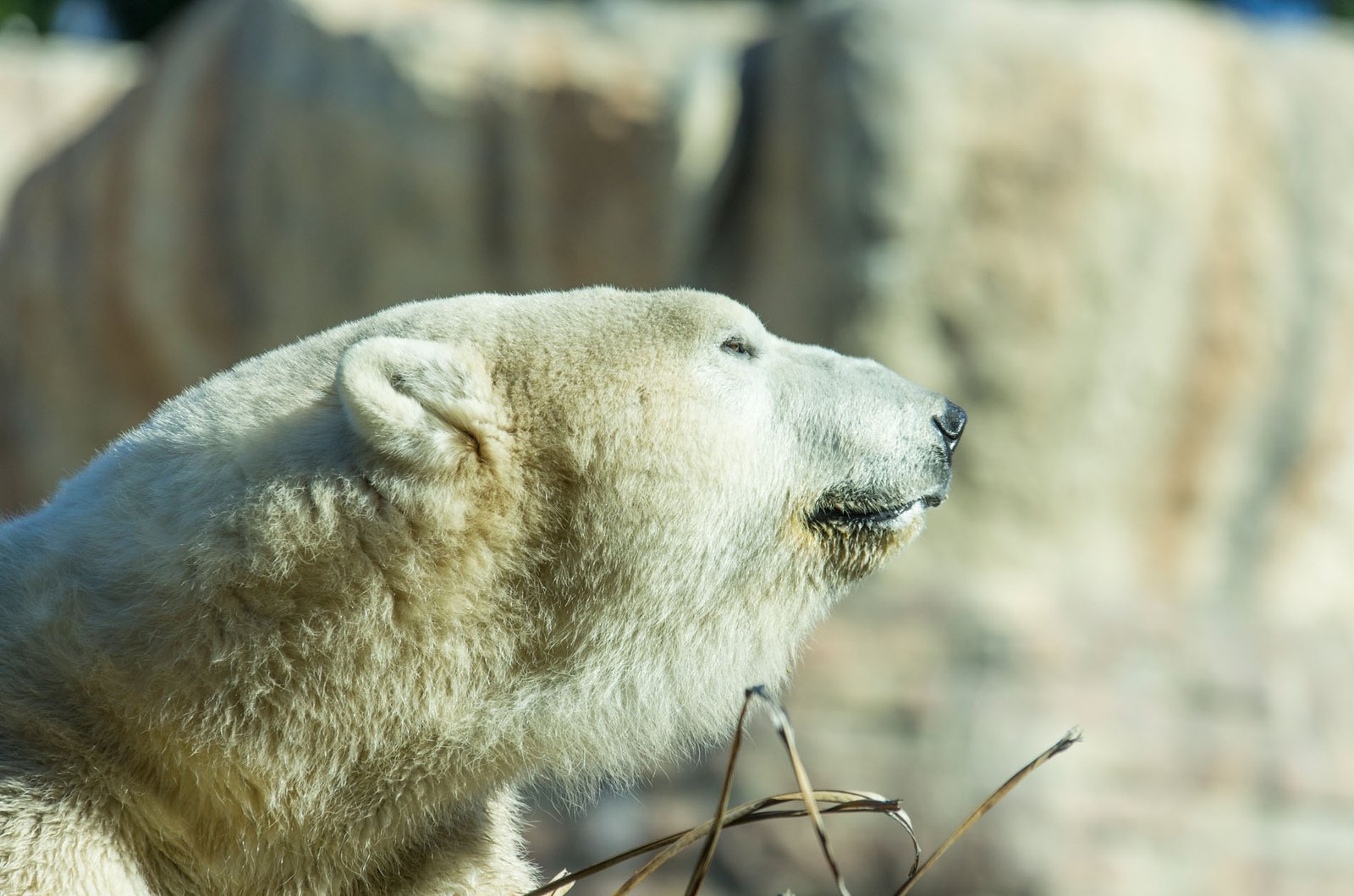 San Diego Zoo Part I 076